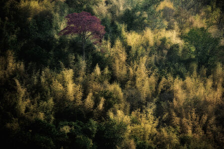 Red forestの写真素材