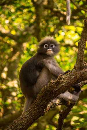Dusky leaf monkey, Dusky langur, Spectacled langur; science name: Trachypithecus obscurus, found in...