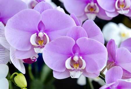 Among the beautiful purple orchidの写真素材