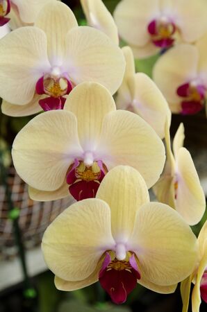 Among the beautiful yellow orchidの写真素材