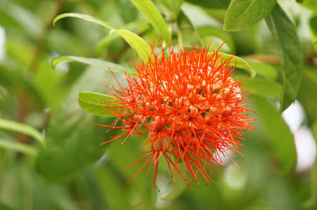 red flower in gardenの写真素材