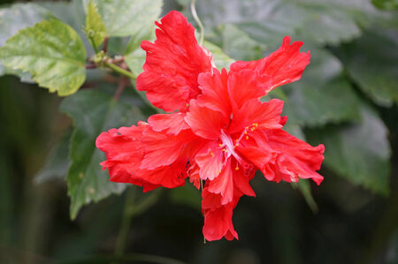 beautiful hibiscus in gardenの写真素材