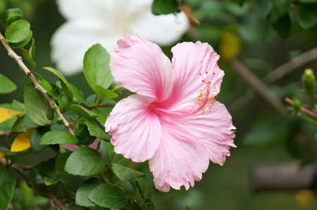 beautiful hibiscus in gardenの写真素材