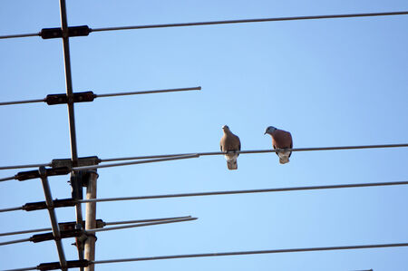 &#3636;bird on the aerialの写真素材