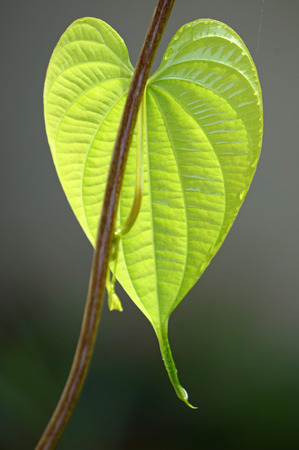 heart leaf in natureの写真素材