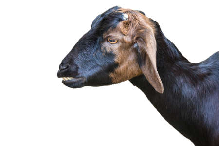 black goat isolated on white backgroundの写真素材
