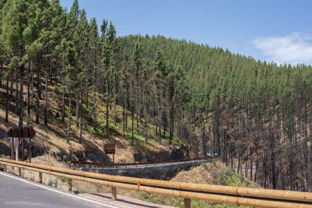 Forest in the mountain, Canary Islands, Spainの写真素材