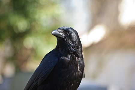 Carrion crowの写真素材