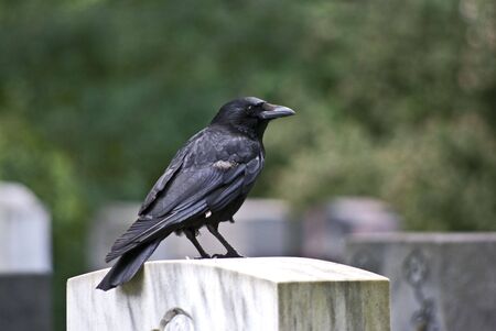 Carrion crowの写真素材