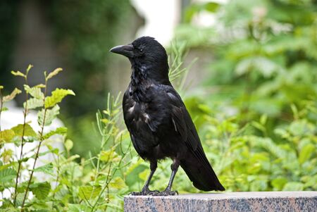 Portrait of a carrion crowの写真素材