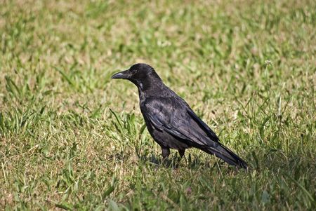 Carrion crow on a meadowの写真素材