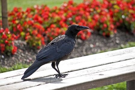 young carrion crowの写真素材