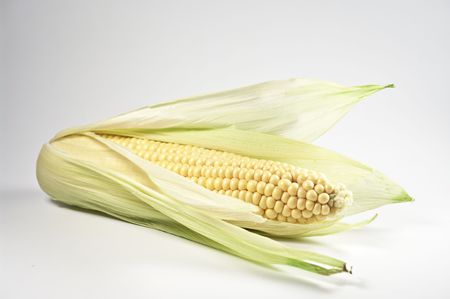 Maize on whiteの写真素材