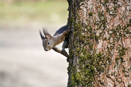 Squirrel on a treeの写真素材