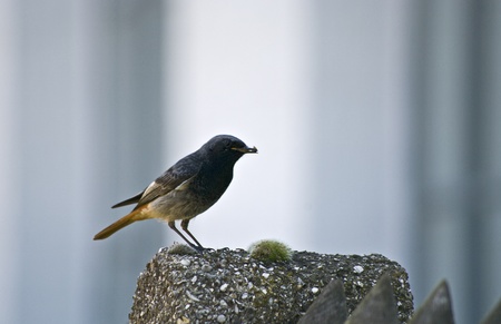Male black redstartの写真素材