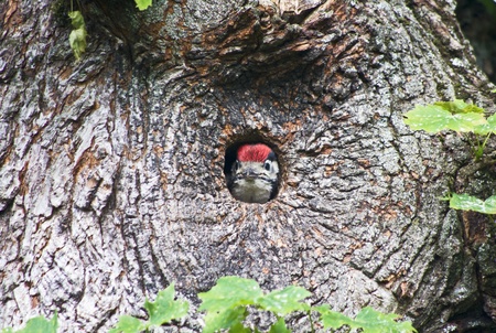 Young spotted woodpeckerの写真素材