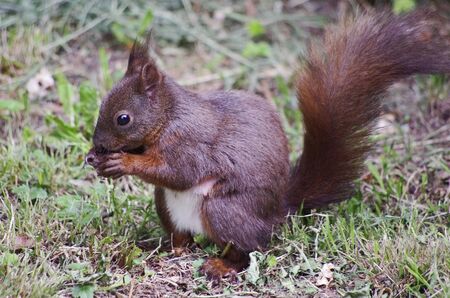  Brown squirrel