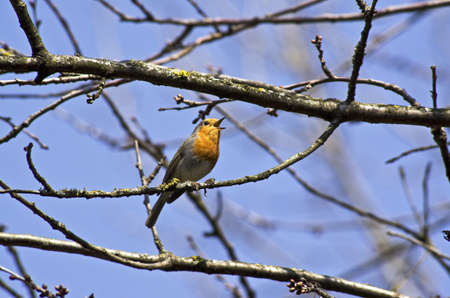 Robin 