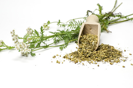 Fresh and dried yarrow with a wooden shovelの写真素材
