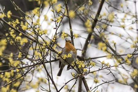 Robin redbreastの写真素材