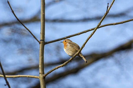 Robin in a tree