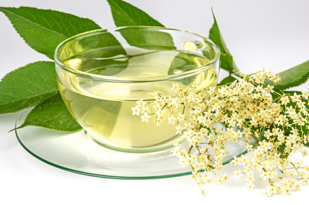 Cup with elder tea and fresh elder blossomの写真素材