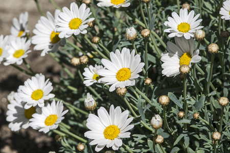 Blooming Margueritesの写真素材