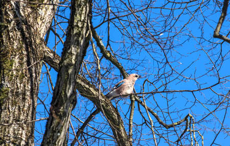 jay in a treeの写真素材