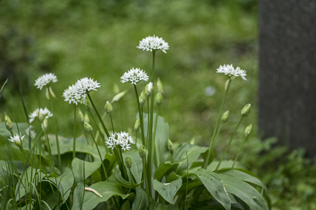 Blooming wild garlicの写真素材