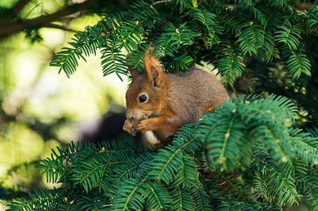 Squirrel on a fir branch eating a nut