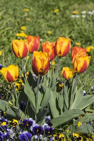 Blooming tulips on a meadowの写真素材