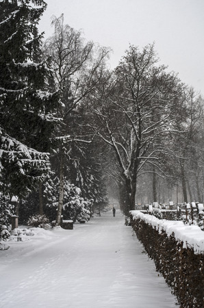 winter laneの写真素材