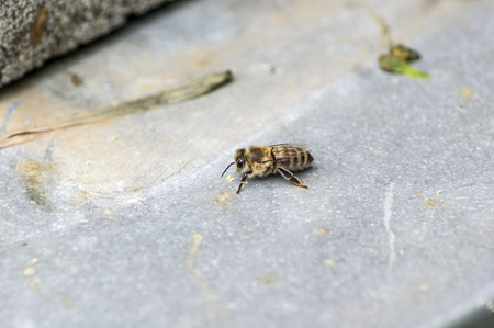 Single honey bee