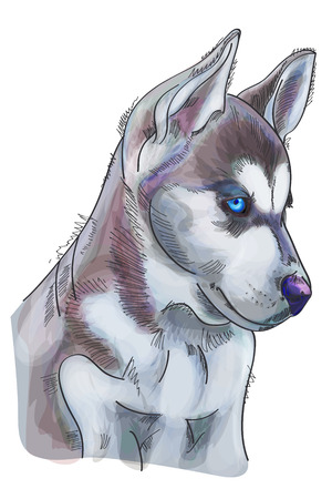 Hand drawn watercolor Siberian Husky on white background. Vector illustration eps 10のイラスト素材