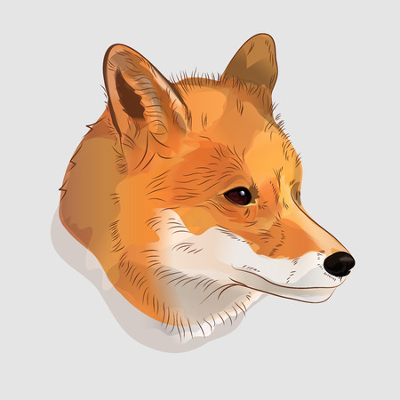 Illustrative portrait of a red fox. Digital illustrationの写真素材