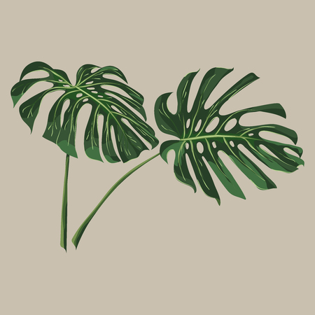 Tropical monstera leaves. Vector illustrationのイラスト素材