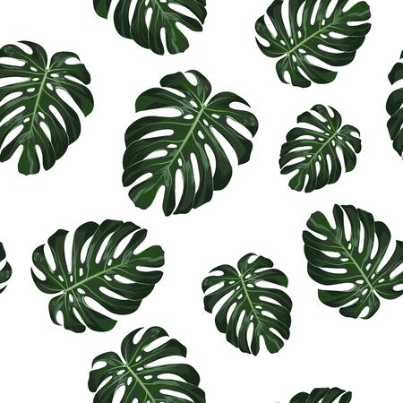 Monstera Tropical leaves seamless pattern on white background. Vector illustrationのイラスト素材