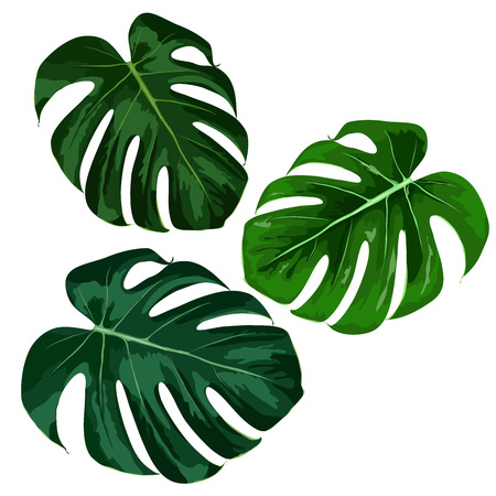 Tropical monstera leaves. Vector illustrationのイラスト素材