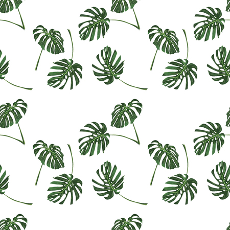 Monstera Tropical leaves seamless pattern on white background. Vector illustrationのイラスト素材