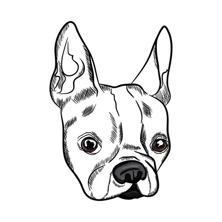 Outline sketch of french bulldog head on white background. Vector illustrationのイラスト素材