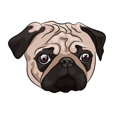 Pug head on white background. Cartoon dog. Vector illustrationのイラスト素材