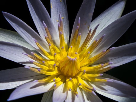 Close up lotus flowerの写真素材
