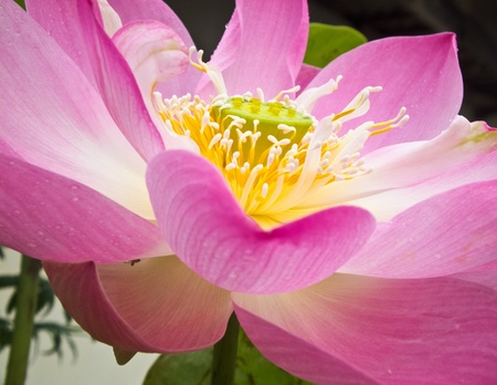PInk Lotus の写真素材