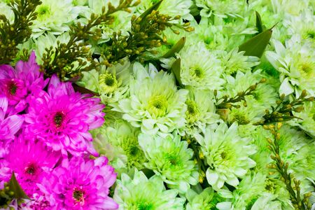 Colorful chrysanthemum flowers background at market flowerの写真素材