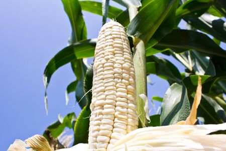 Corn on the stalk in the field