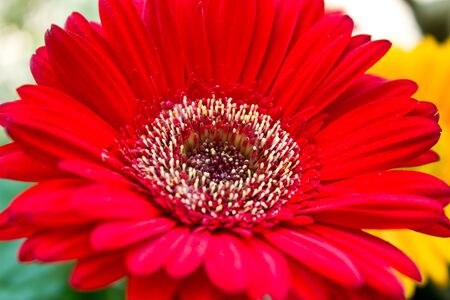 Red gerberaの写真素材