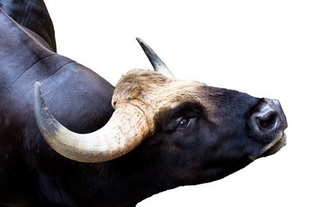 gaur isolatedの写真素材