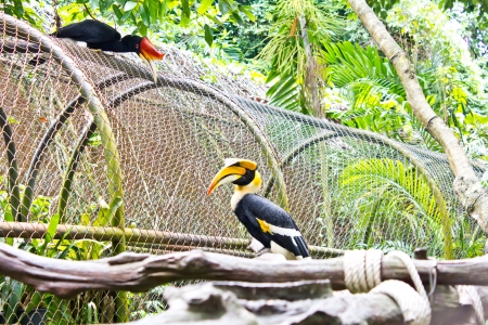 Great Hornbill in zooの写真素材