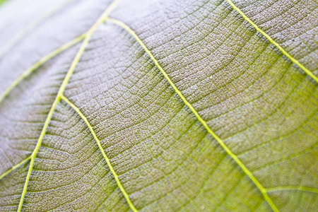 Close up teak leaf