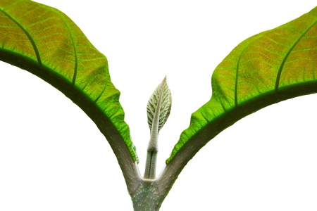 Close up teak leaf